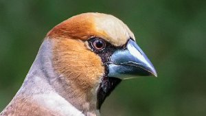 Finches