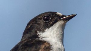 Flycatchers