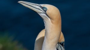 Gannet
