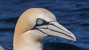 Gannets