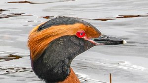 Grebes