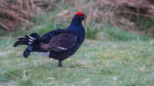 Black Grouse