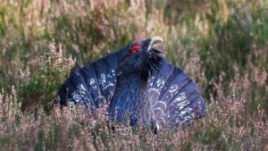 Capercaillie