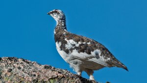 Ptarmigan