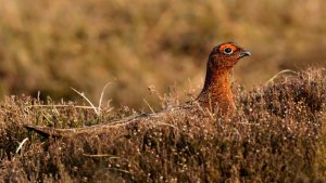 Red Grouse