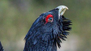 Grouse