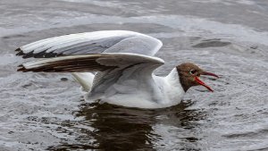 Black Headed Gull
