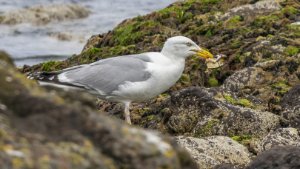 Herring Gull