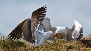 Lesser Black-backed Gull