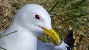 Gulls