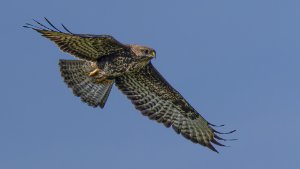 Buzzard