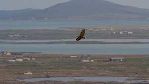 Golden Eagle