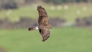 Hen Harrier