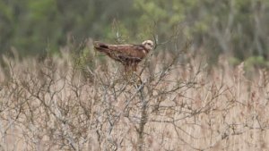 Marsh Harrier