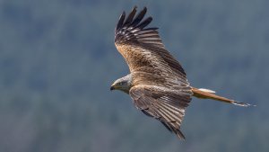 Red Kite
