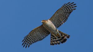 Sparrowhawk