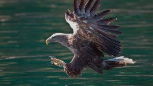 White Tailed Sea Eagle
