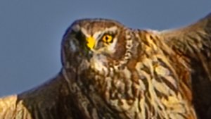 Hawks, Vultures and Eagles