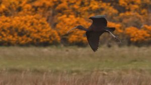 Glossy Ibis