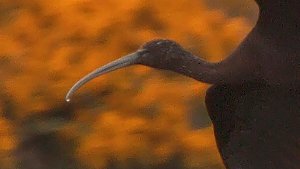 Ibises, Spoonbills
