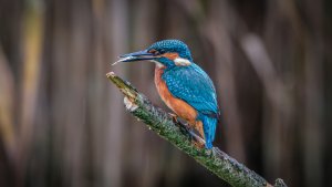Kingfisher