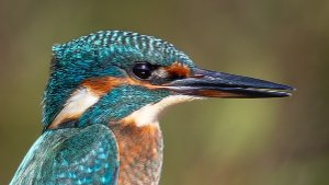 Kingfishers