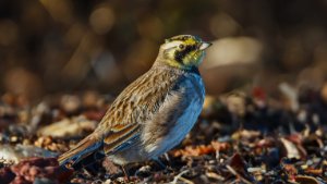 Shore Lark