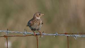 Skylark