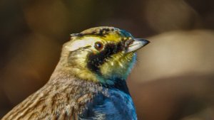 Larks