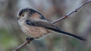 Long-tailed Tit