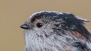 Long-tailed Tits