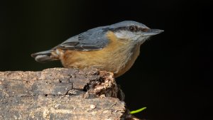 Nuthatch