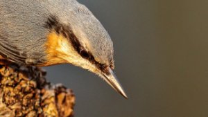 Nuthatches