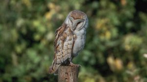 Barn Owl