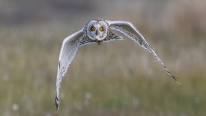 Short-eared Owl