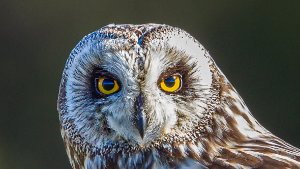 Owls
