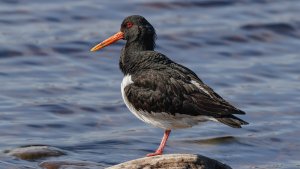 Oystercatcher