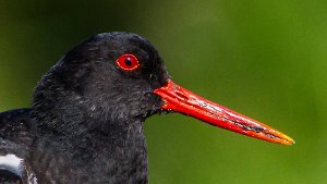 Oystercatchers
