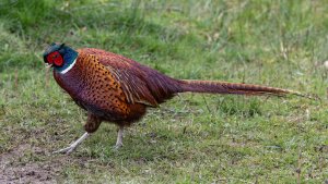Pheasant