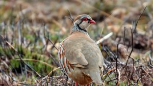 Red-legged Partridge