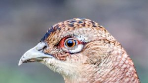 Partridges, Quails and Pheasants