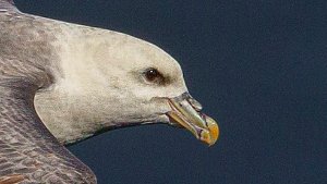 Petrels and Shearwaters
