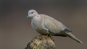 Collared Dove