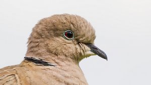 Pigeons and Doves