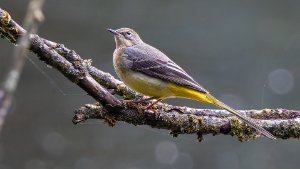 Grey Wagtail