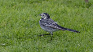 Pied Wagtail