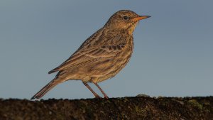 Rock Pipit