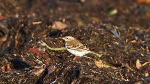 Water Pipit