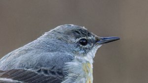 Pipits and Wagtails