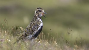 Golden Plover